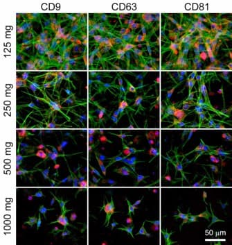 Design a Extracellular Microenvironment for Physical Cell Stretching to Produce Functional EV Production image 1