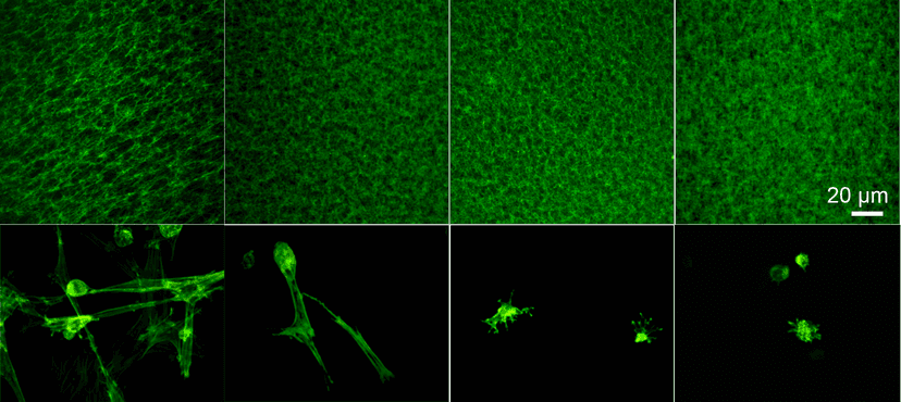 Design Provisional Matrix-Mimicking Hydrogel image 1