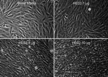 Induction of dermal fibroblast growth image 1