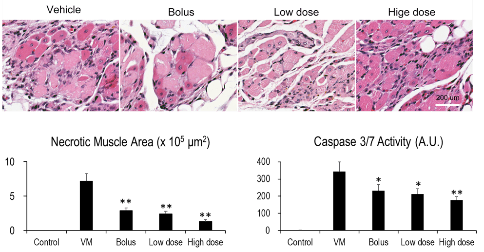 Regeneration of muscle fiber & Anti-inflammation image 1